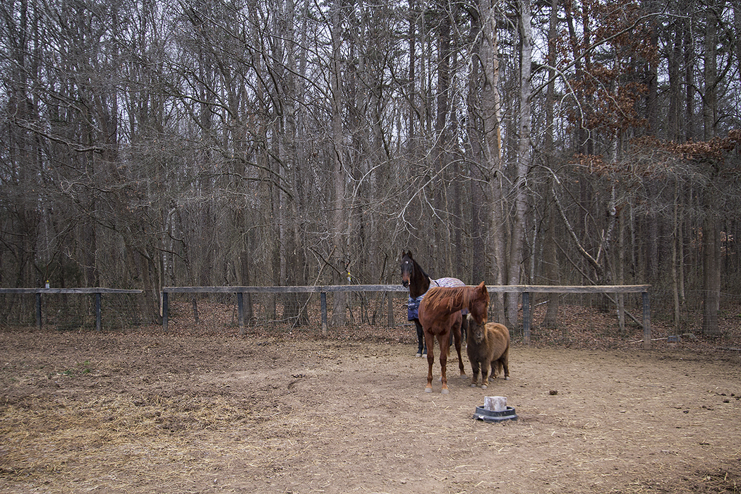 Two horses and one mini horse in a backyard with trees