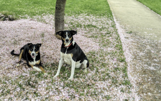 Two dogs sitting in a flower covered field next to a sidewalk in front of a tree