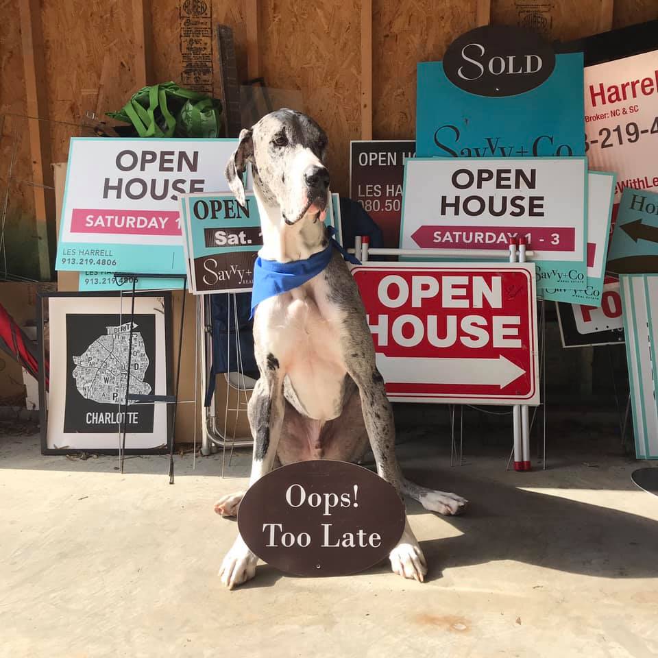 Bruiser the great dane in a garage full of Savvy yard signs wearing a blue bandana and sitting with an Oops Too Late brown Savvy sign bubble