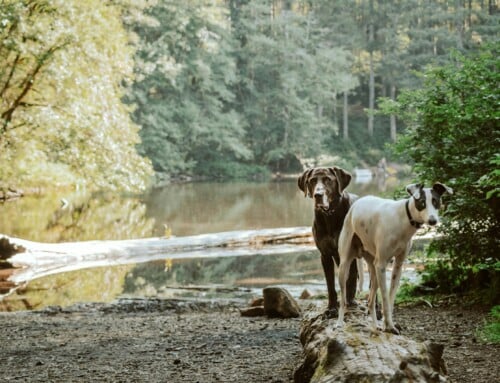 7 Cool Things to Do with Your Dog this Summer