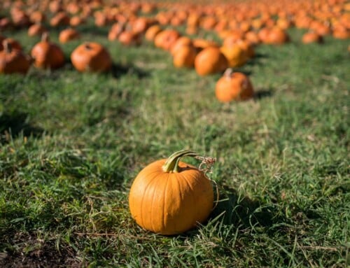 6 Pumpkin Patches Less than One Hour from Charlotte